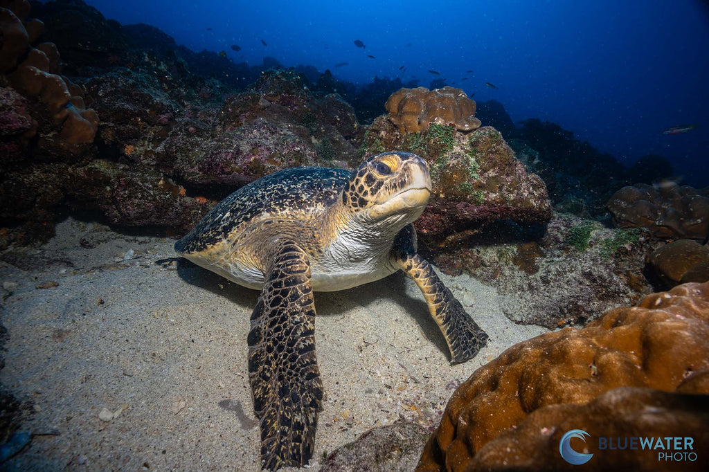 turtle wide angle shot by nirupam nigam taken with canon eos r8 inside an ikelite underwater housing