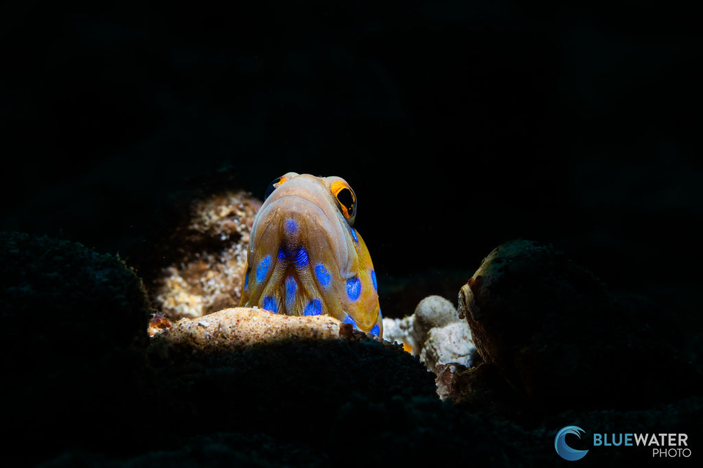 Canon R100 macro capabilities image by nirupam nigam using an ikelite underwater housing