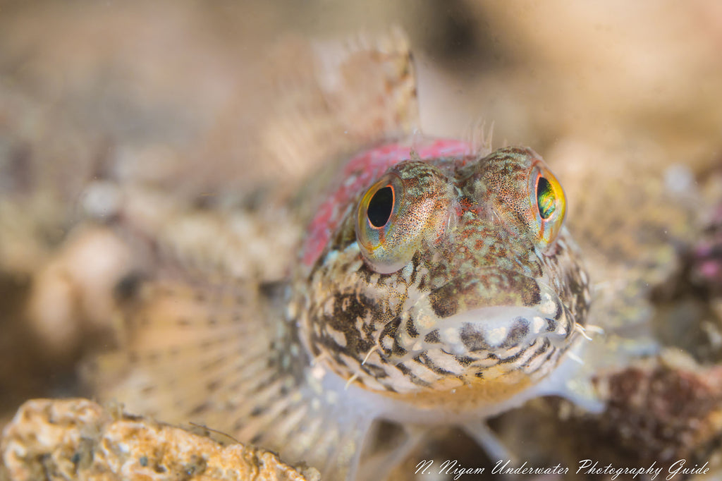 nirupam nigam sony 90mm macro on a sony a6400 inside an ikelite underwater housing