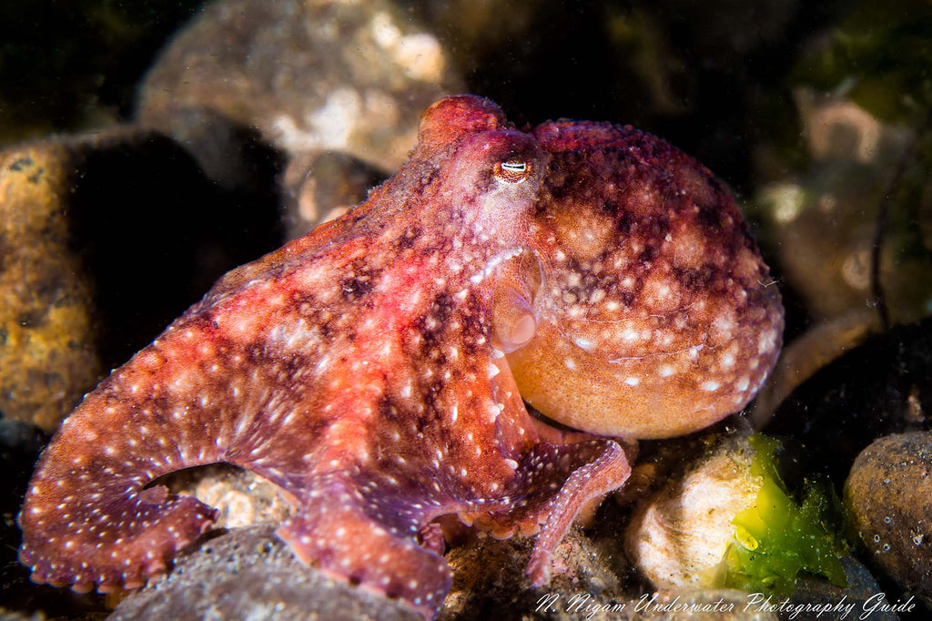 nirupam nigam sony 90mm macro on a sony a6400 inside an ikelite underwater housing