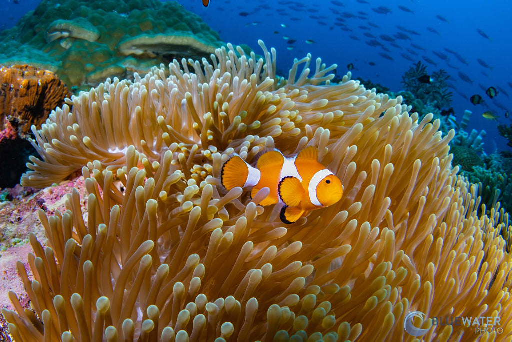 anemone and clownfish taken by nirupam nigam with a sony a7r v inside an ikelite underwater housing