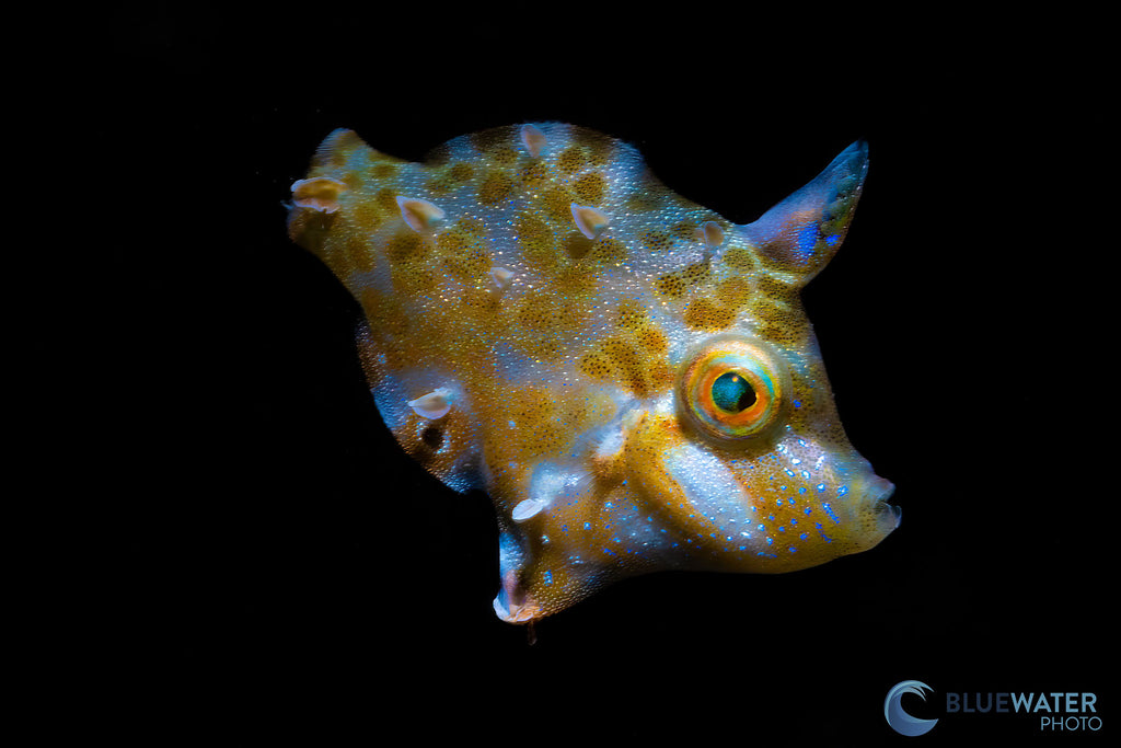 fish with black background taken with sony a7r v inside an ikelite underwater housing by nirupam nigam