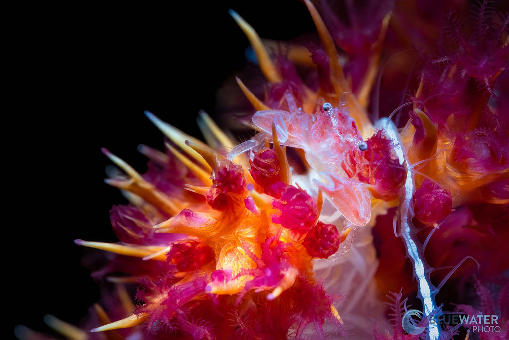 grab with pink background image by nirupam nigam taken with sony a7r v with an ikelite underwater housing