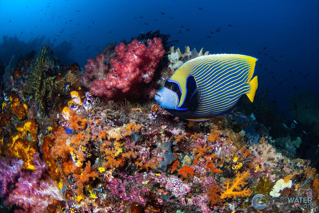 fish on reef image by nirupam nigam with a sony a7r v inside an ikelite underwater housing