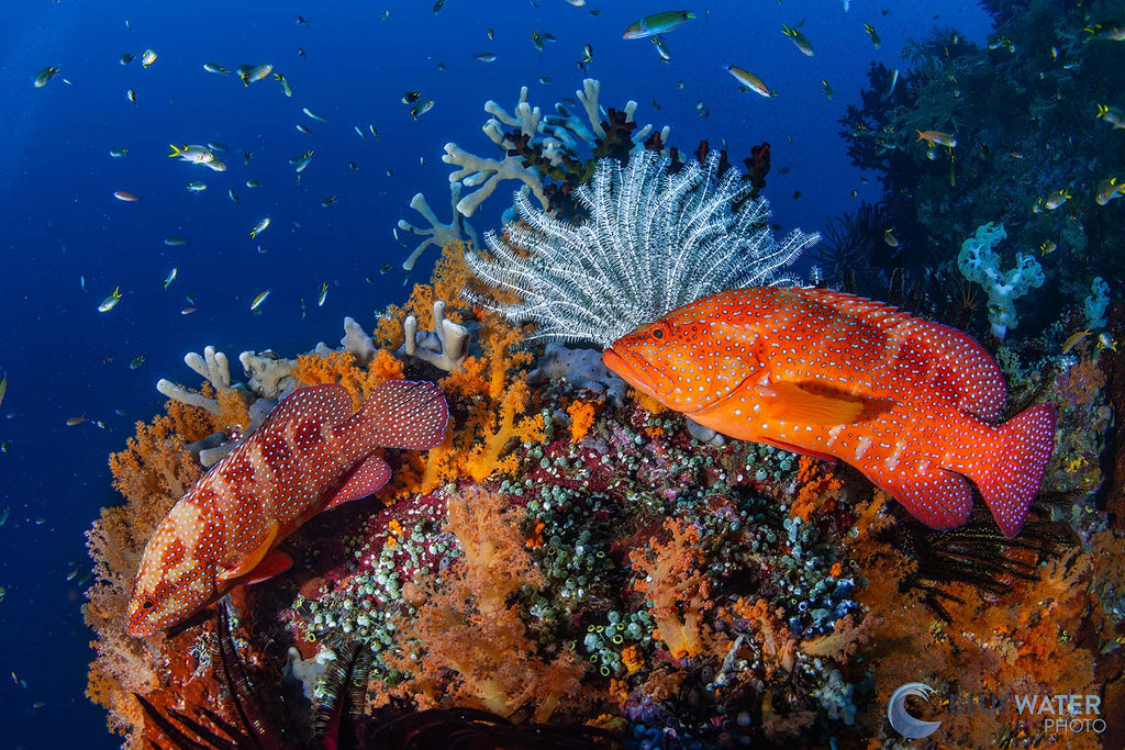 sony a7r v inside an ikelite housing image by nirupam nigam of two fish on a reef