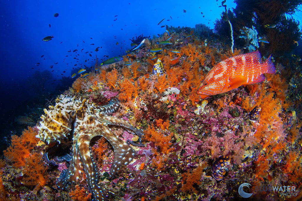 octopus on reef image by nirupam nigam taken with sony a7r v inside an ikelite underwater housing