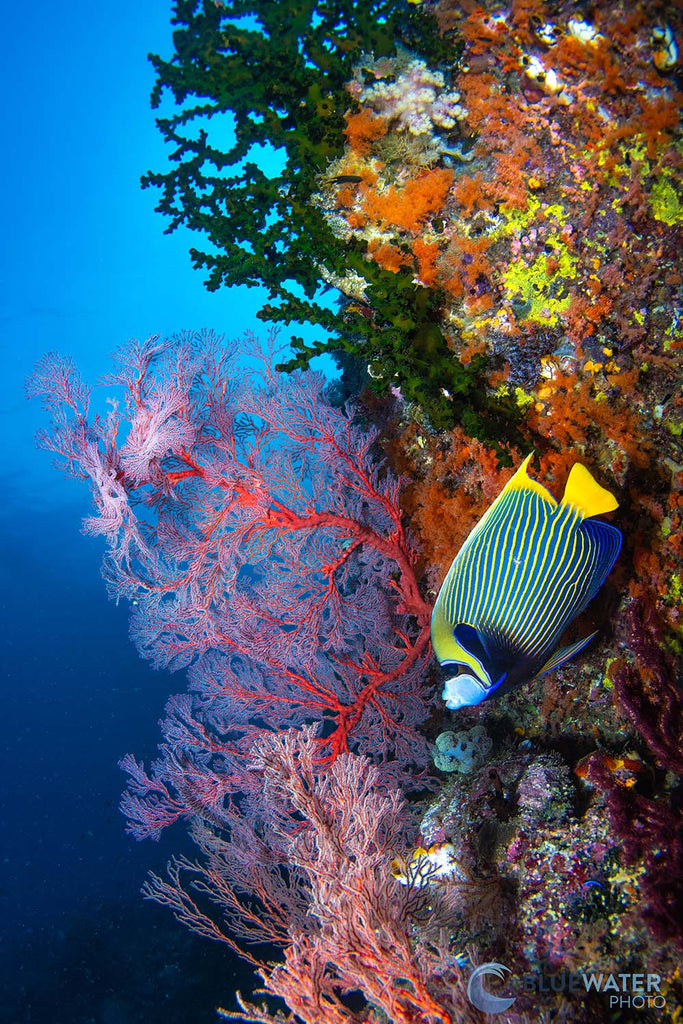 fan and fish horizontal image by nirupam nigam taken with sony a7r v inside an ikelite underwater housing