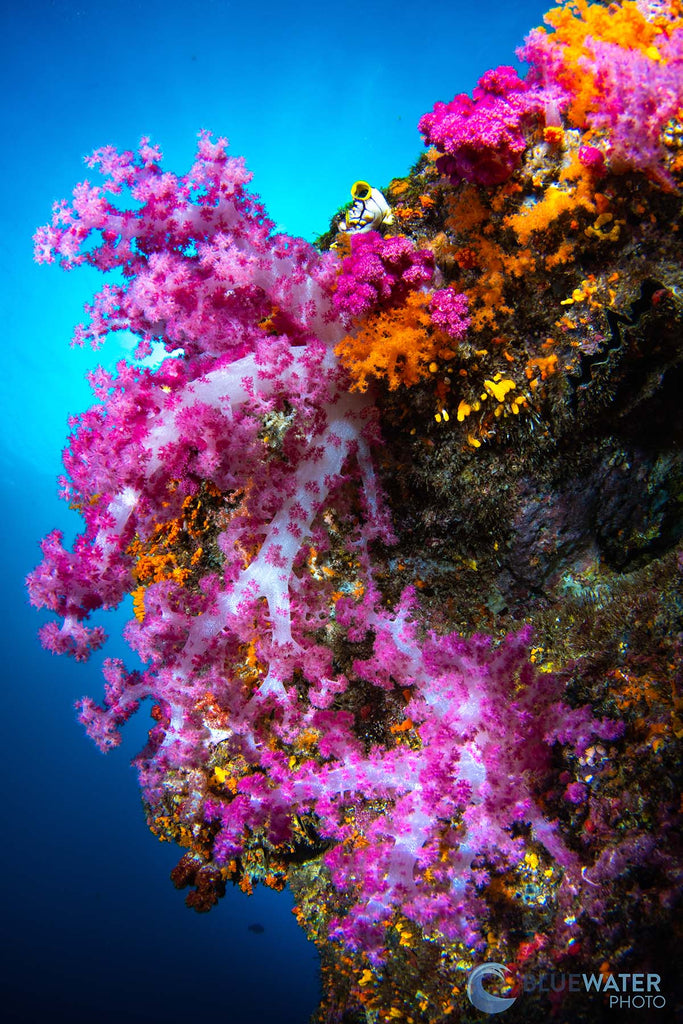 pink reef taken by nirupam nigam with a sony a7r v inside an ikelite underwater housing