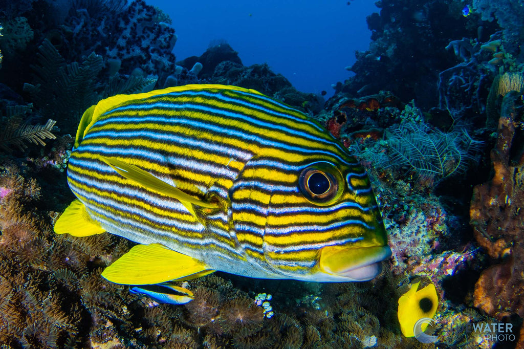 striped yellow fish with blue background image by nirupam nigam taken with sony a7r v inside an ikelite underwater housing
