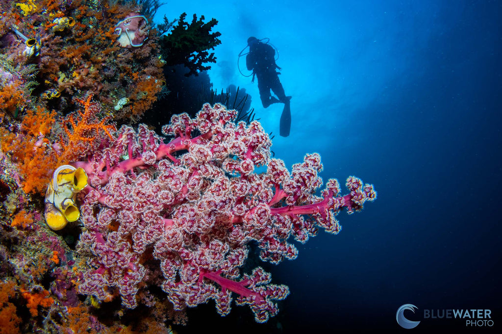 wide angle image with diver in background image by nirupam nigam taken with sony a7r v inside an ikelite underwater housing
