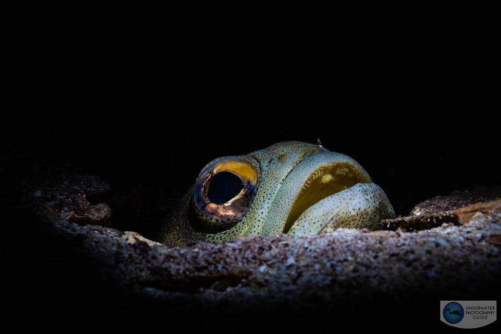 Copyright Nirupam Nigam Ikelite underwater housing and strobes