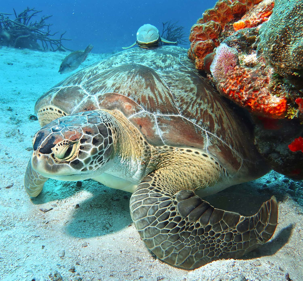 hawksbill turtle with remora by peter williams taken with ikelite housing and ikelite strobes