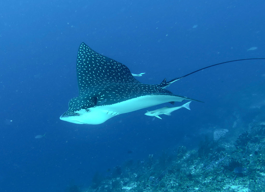 spotted eagle ray peter williams taken with ikelite housing and ikelite strobes