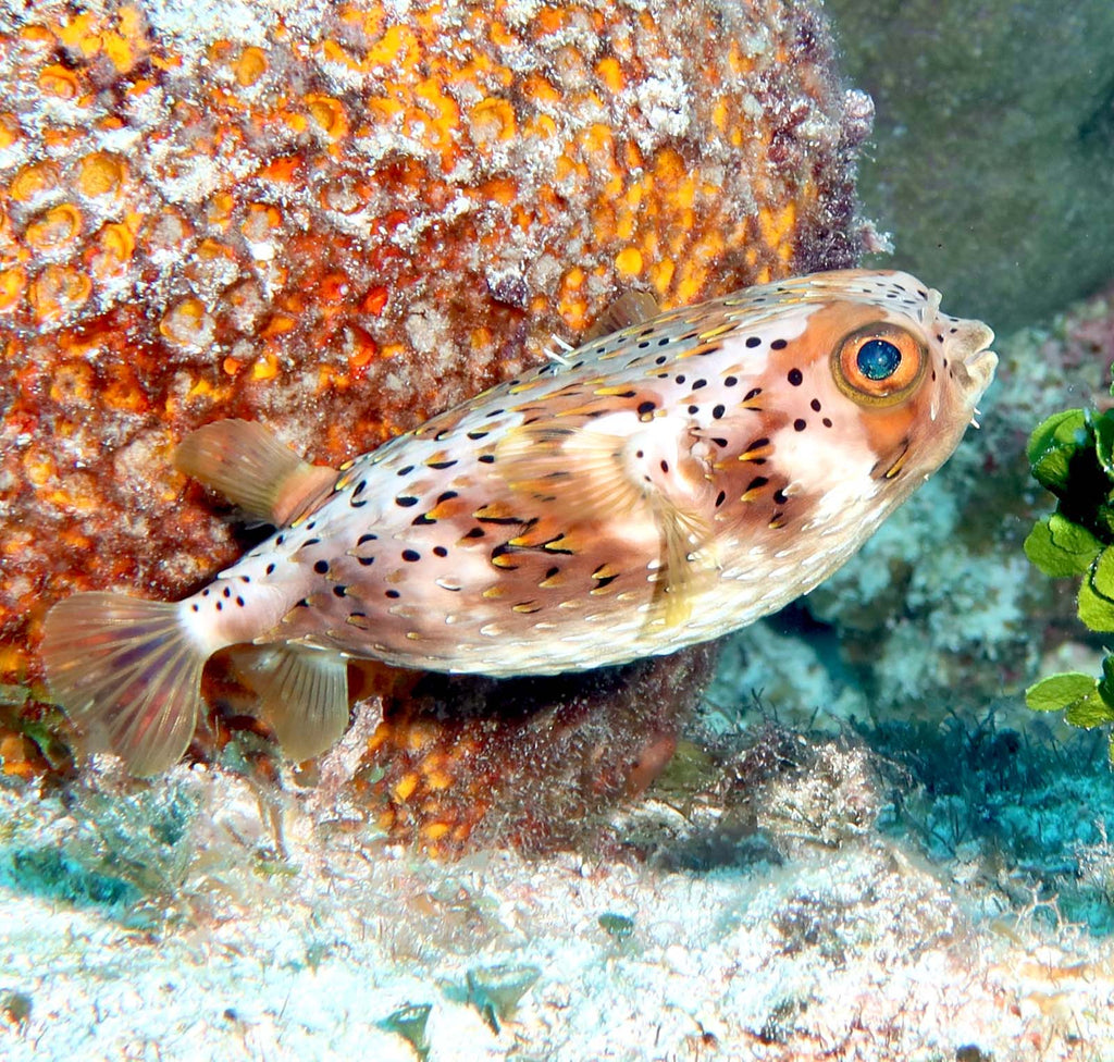 balloonfish peter williams taken with ikelite housing and ikelite strobes