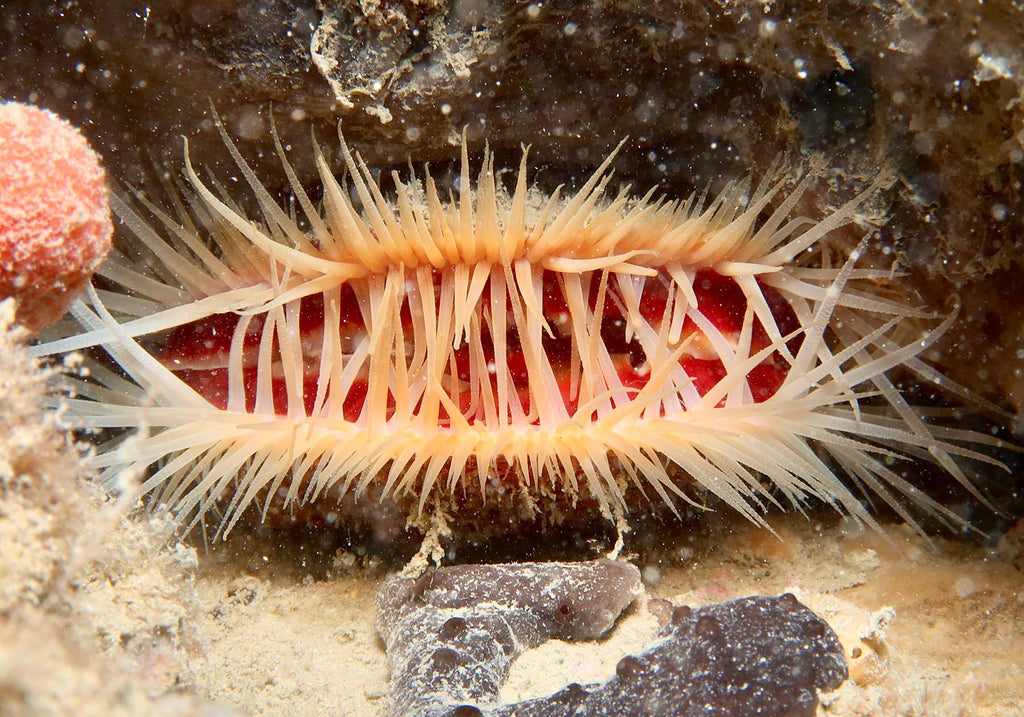 rough fireclam by peter williams taken with ikelite housing and ikelite strobes