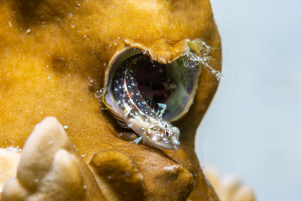 Goby copyright Raul Fernandez Ikelite Underwater Housings