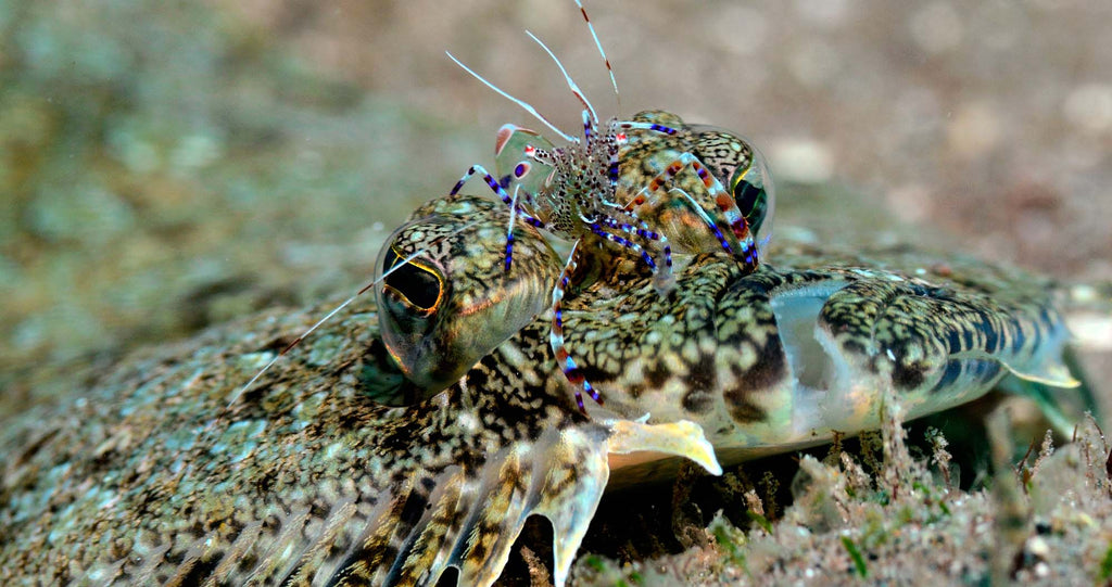 Flounder & Cleaner Shrimp copyright Raul Fernandez Ikelite Underwater Housings