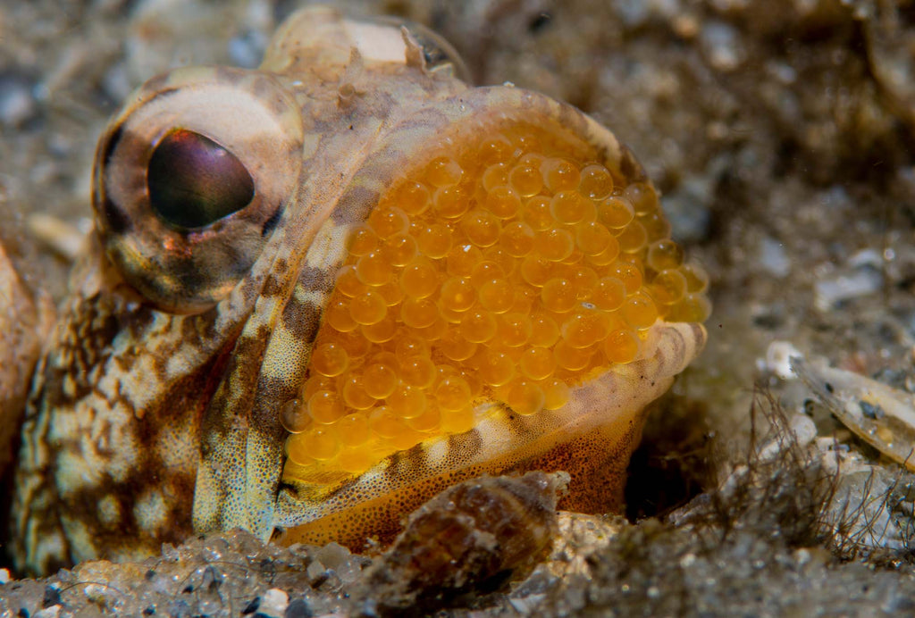 Jawfish copyright Raul Fernandez Ikelite Underwater Housings