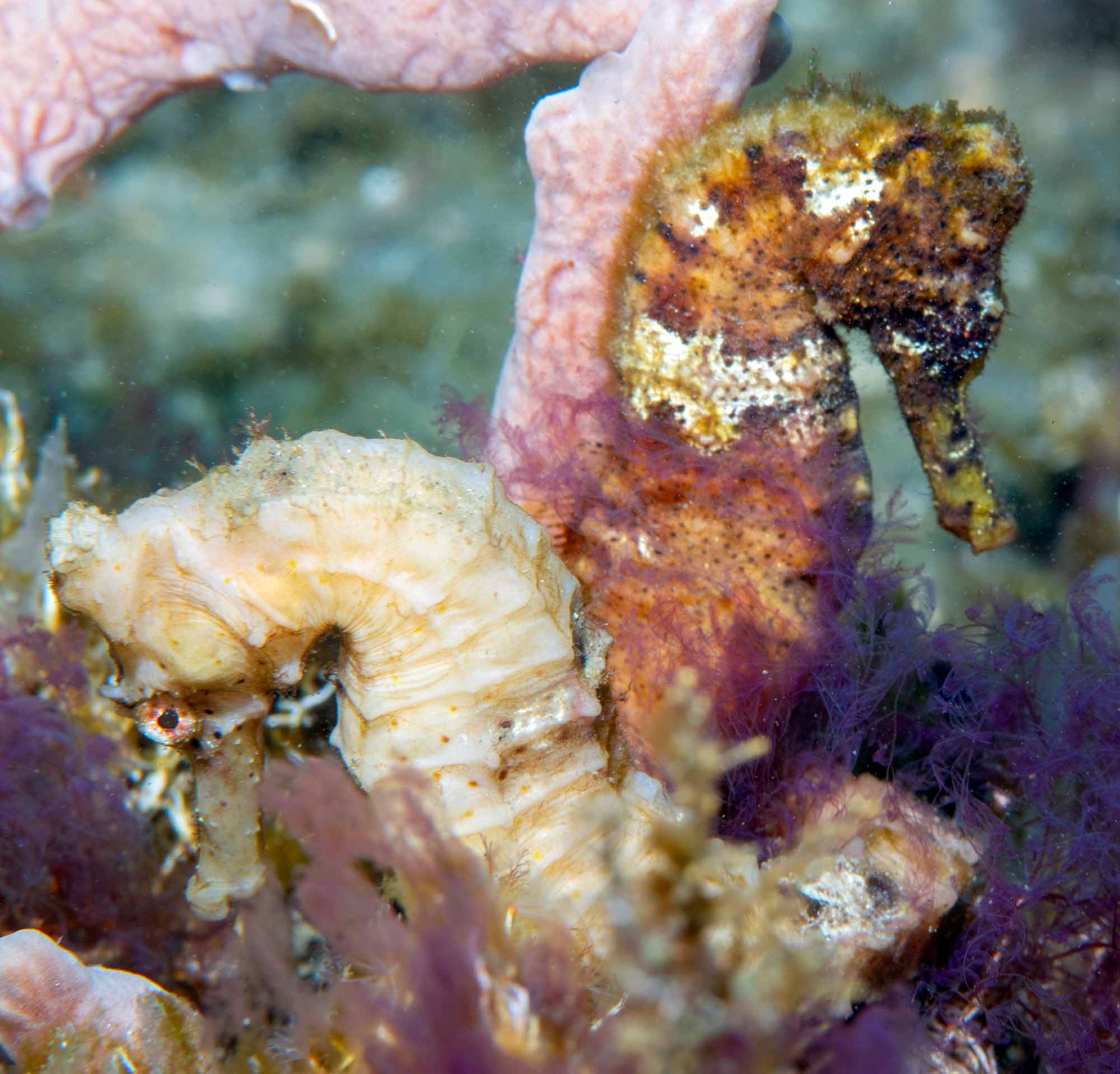 Seahorses copyright Raul Fernandez Ikelite Underwater Housings