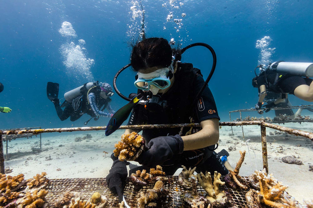 bali coral restoration image by rhys logan taken with ikelite underwater housing