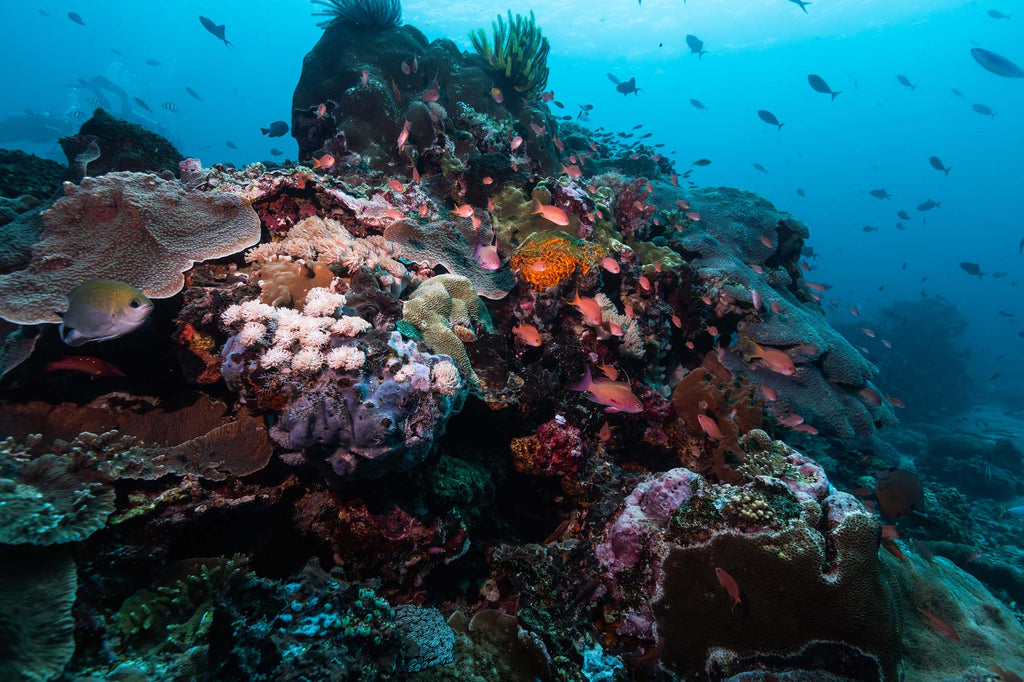 reef in indonesia by rhys logan using an ikelite underwater housing