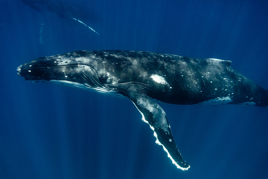 rhys logan whale image from tonga taken with ikelite underwater housing