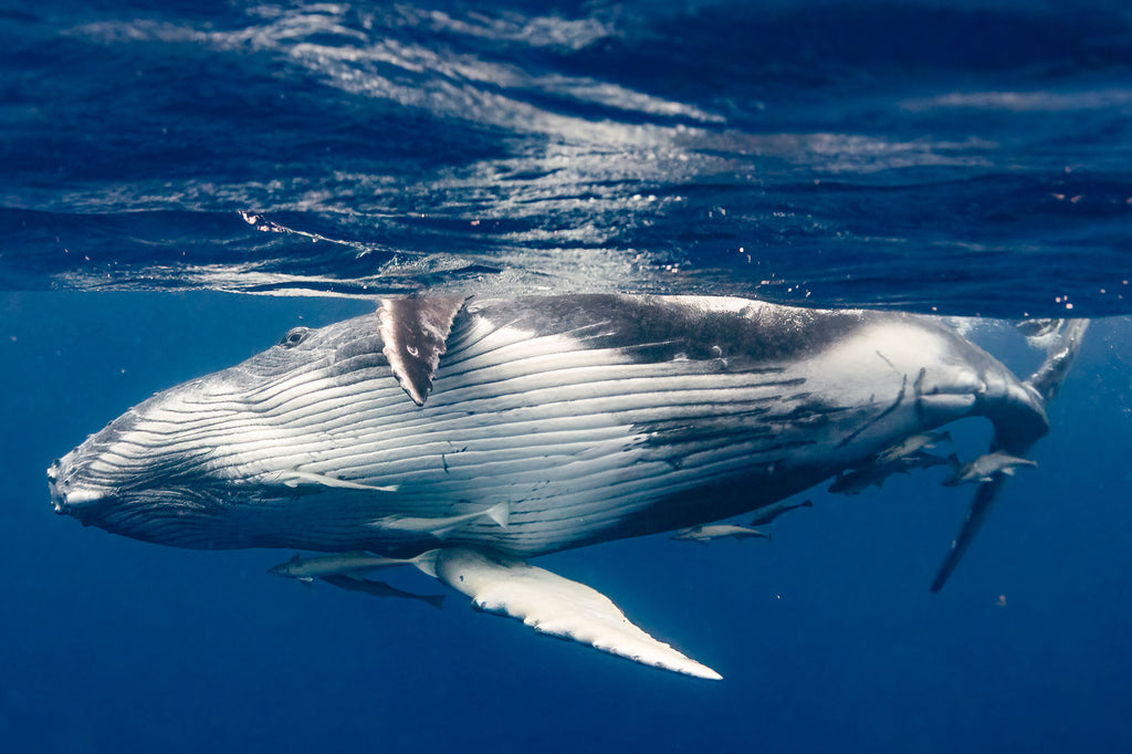 russell rockwood whales in tonga taken with ikelite underwater housing