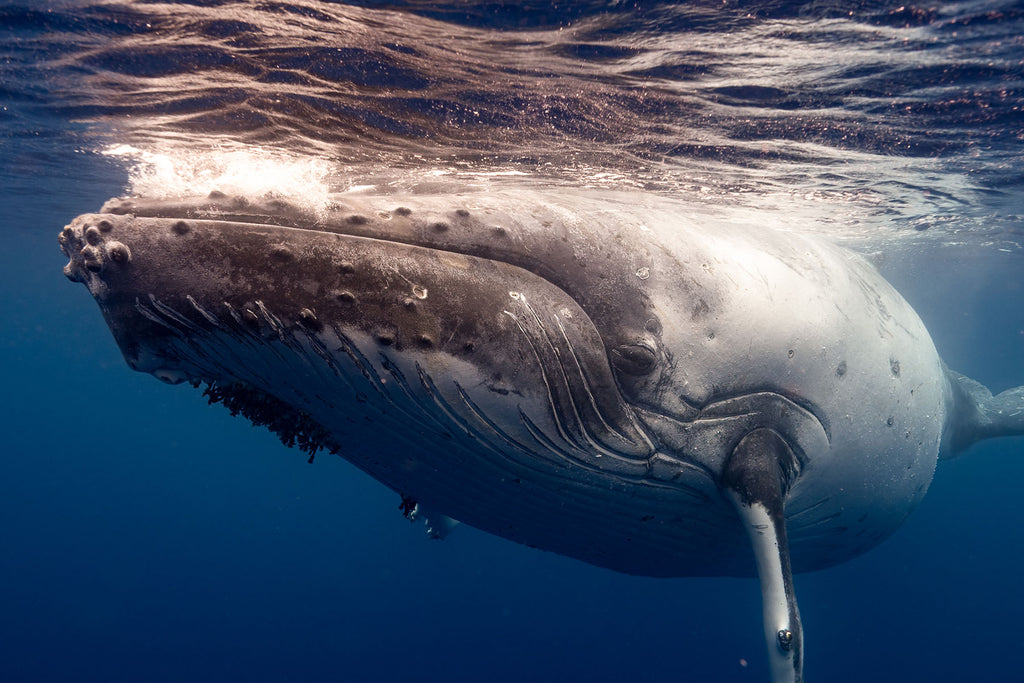 russell rockwood photo of tonga whales taken with ikelite underwater housing