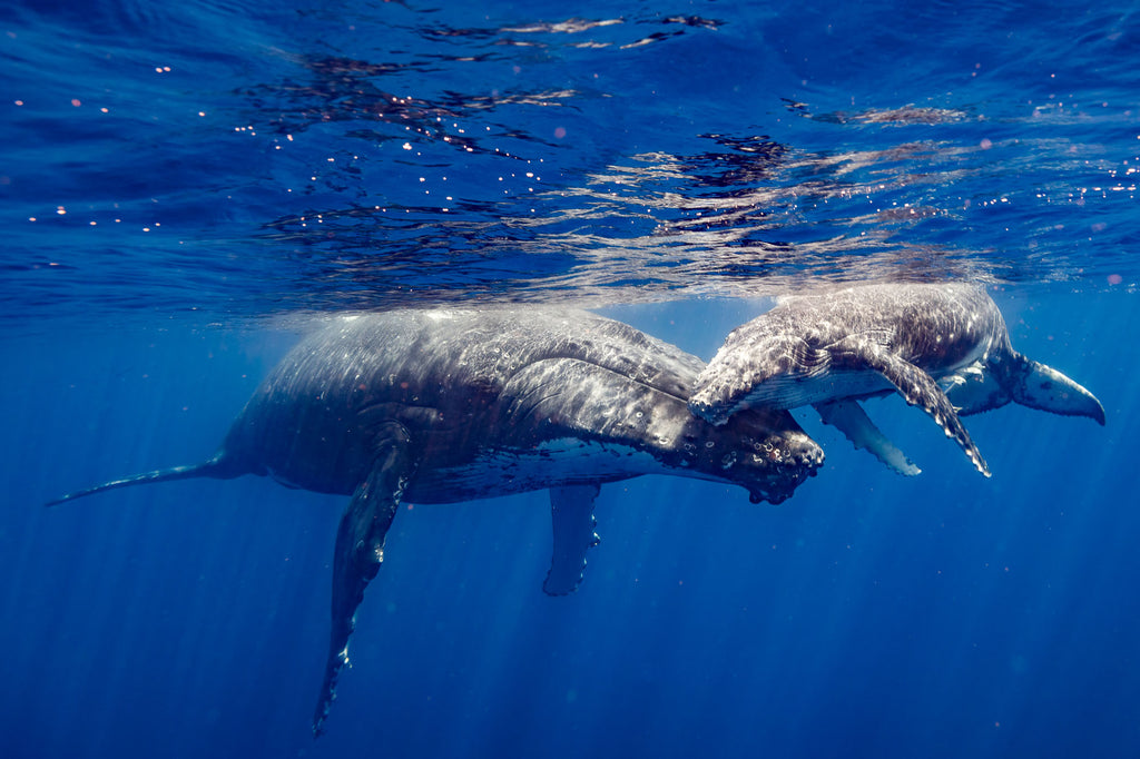 tonga whales taken by russell rockwood with ikelite underwater housing