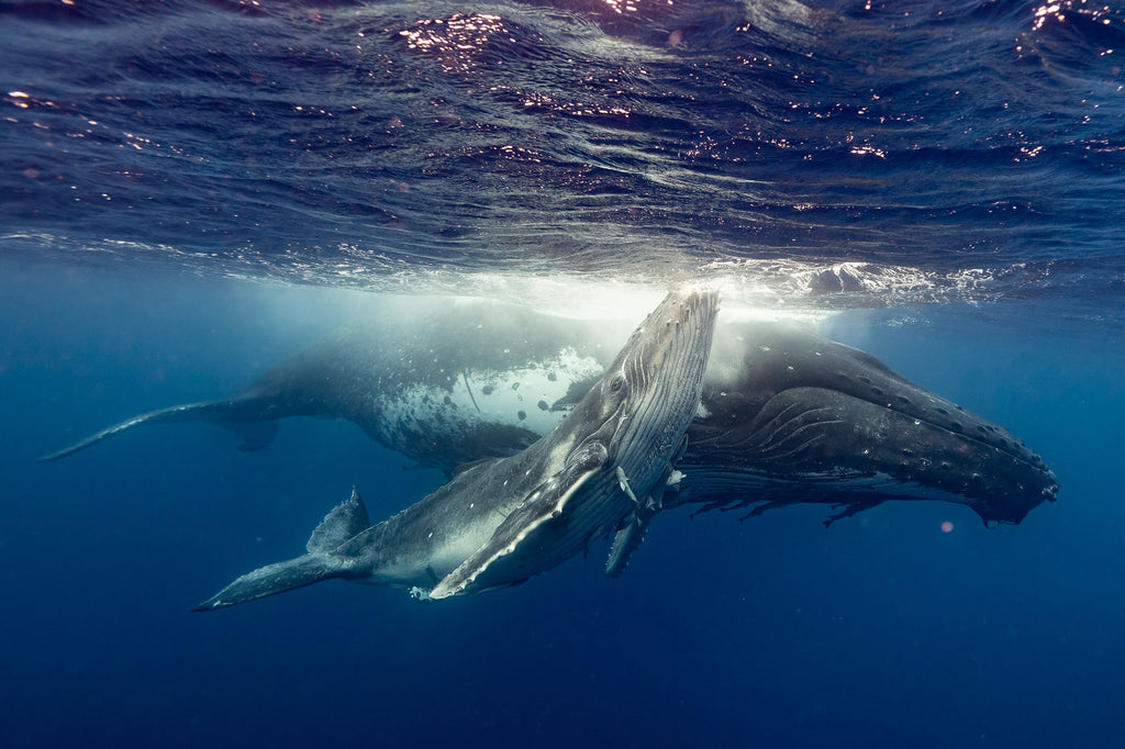 russell rockwood whales in tonga taken with ikelite underwater housing