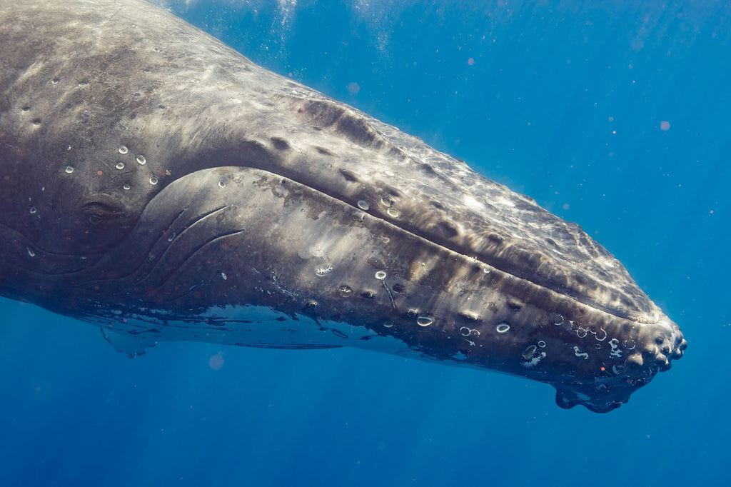 russell rockwood whales in tonga taken with ikelite underwater housing