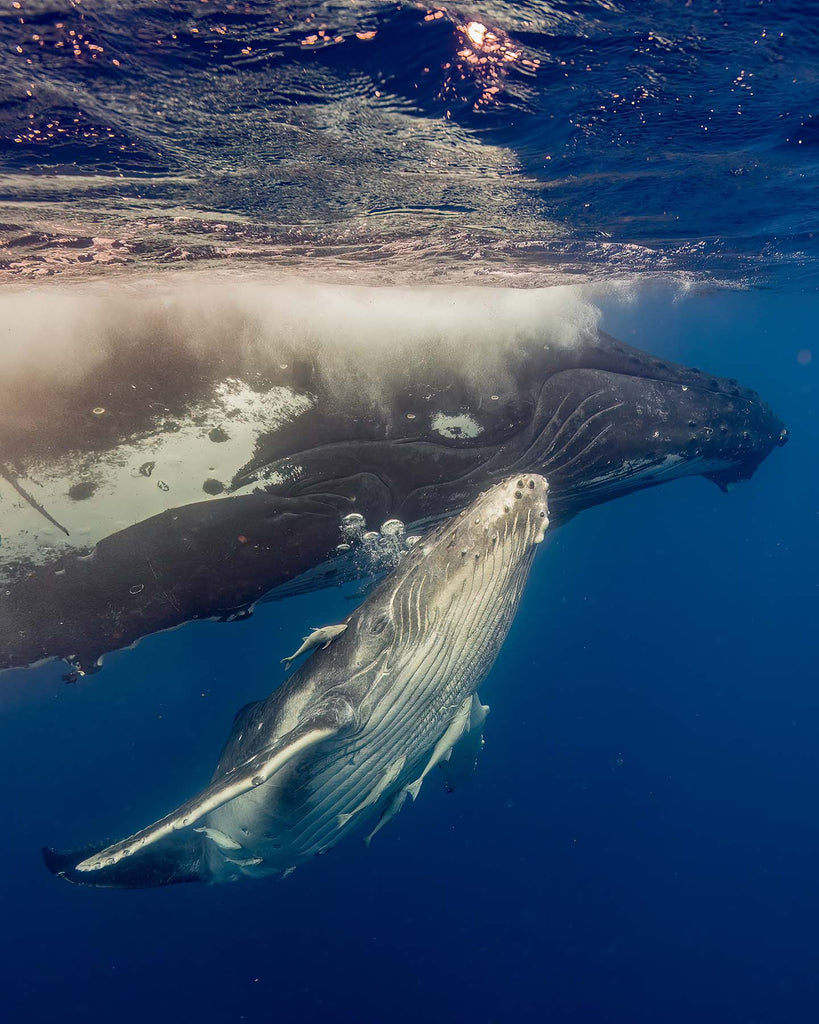 tonga whales by russell rockwood taken with ikelite underwater housing
