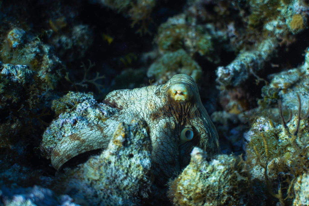 octopus by sam st pierre taken with sony a7riii inside an ikelite housing