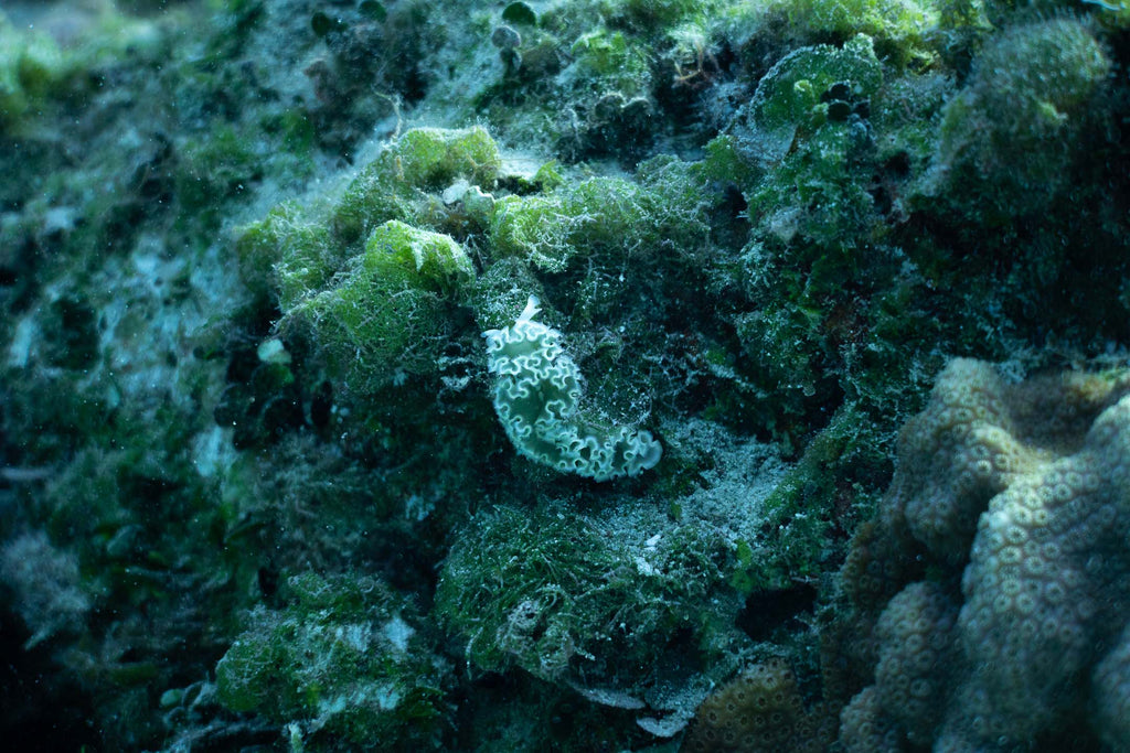 lettuce sea slug by sam st pierre taken with sony camera inside an ikelite housing