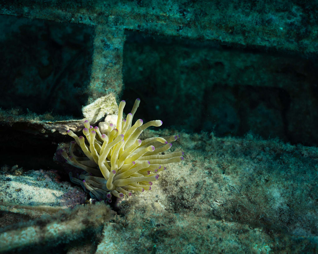 anemone on plane wreck taken with sony camera inside an ikelite housing by sam st pierre