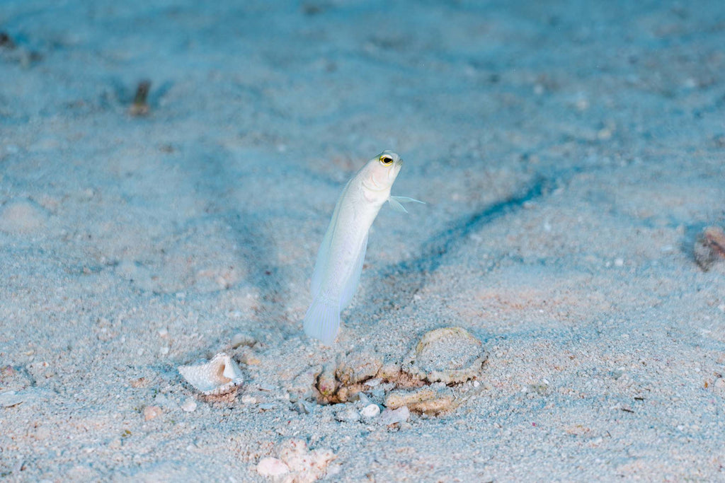 jawfish taken by sam st pierre with a sony a7riii camera inside an ikelite housing