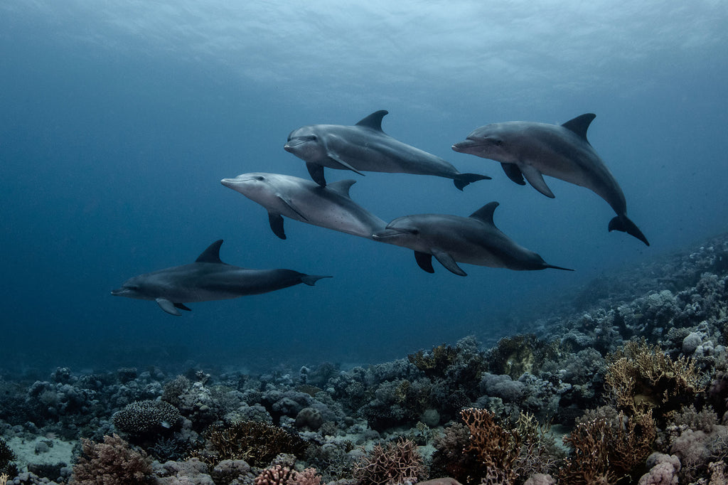 dolphins by sami lindroos taken with ikelite underwater housing