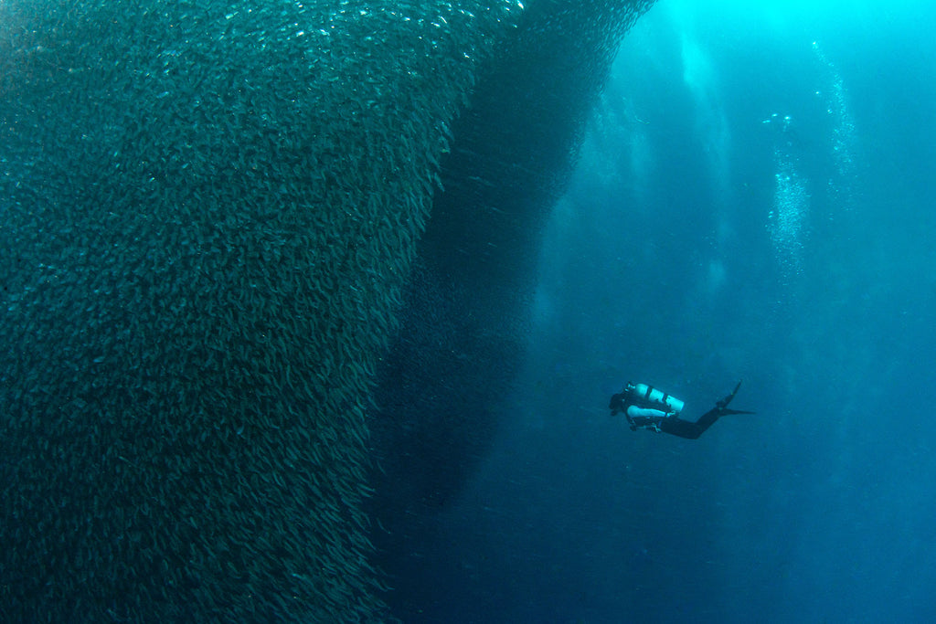 sardines by sami lindroos taken with ikelite underwater housing