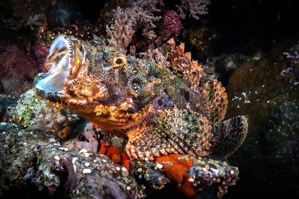 scorpion fish by sami lindroos taken with an ikelite underwater housing