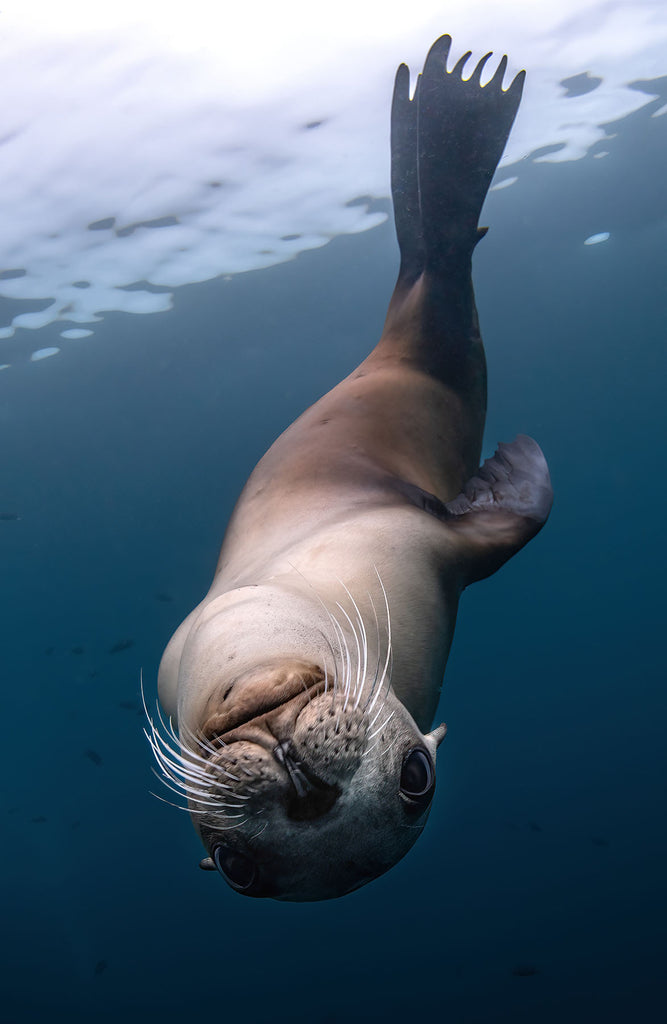 sealion taken by sami lindroos using an ikelite underwater housing