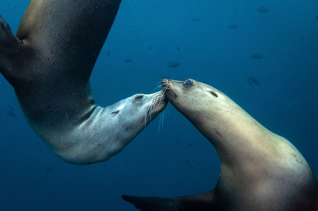 sea lions catalina island by sami lindroos using an ikelite underwater housing