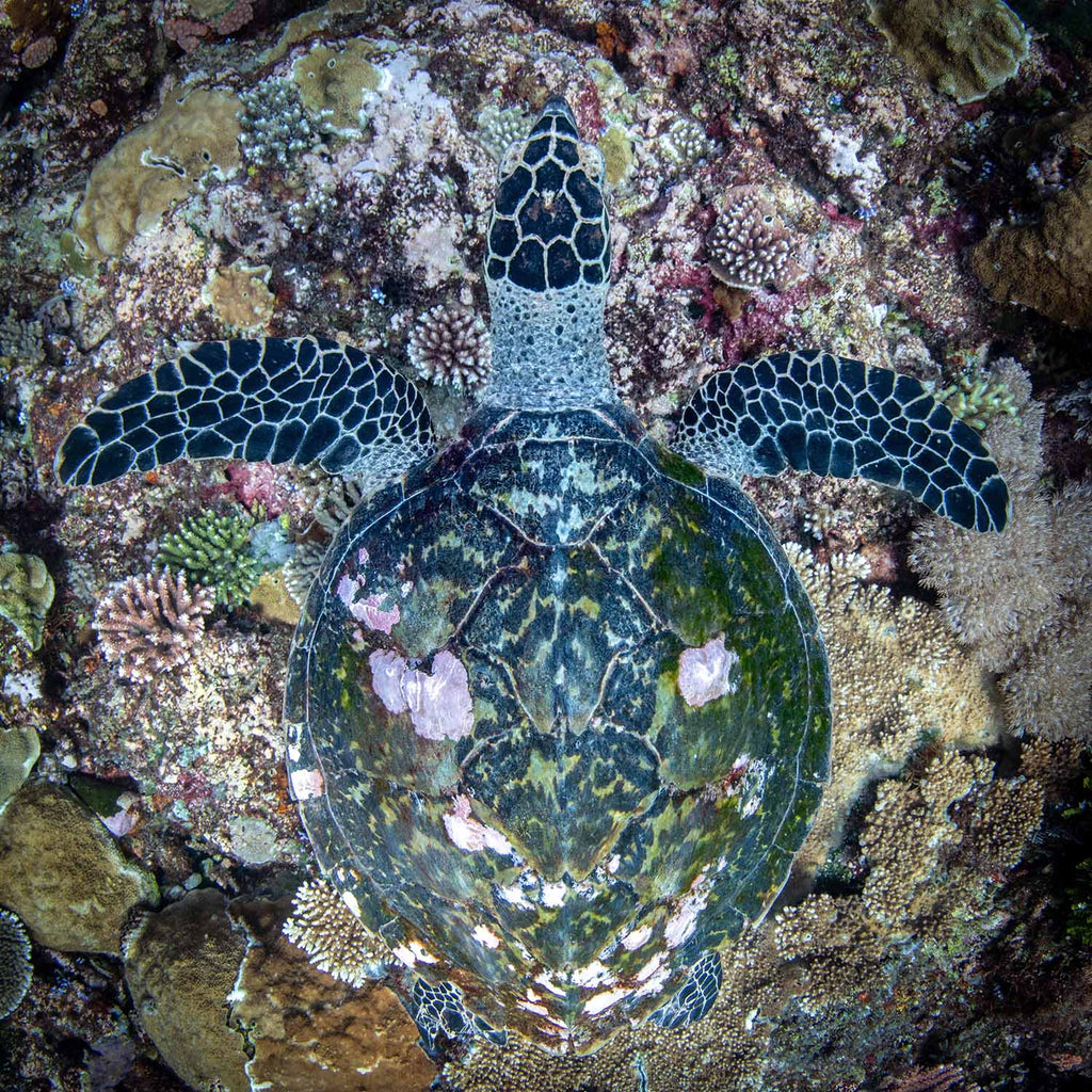 turtle by sami lindroos taken with an ikelite underwater housing