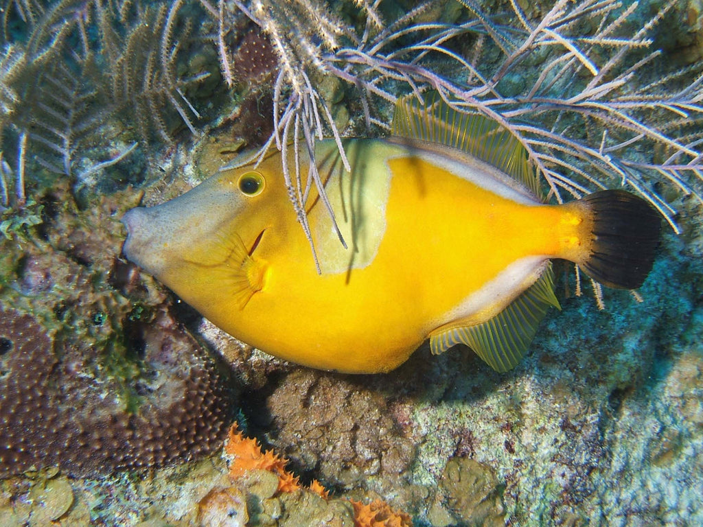 Scrawled Filefish by Jean Rydberg Grand Cayman