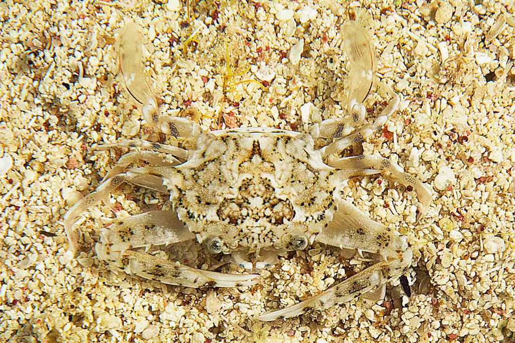 White Crab on Sand copyright Sean Howard Ikelite Underwater Housings