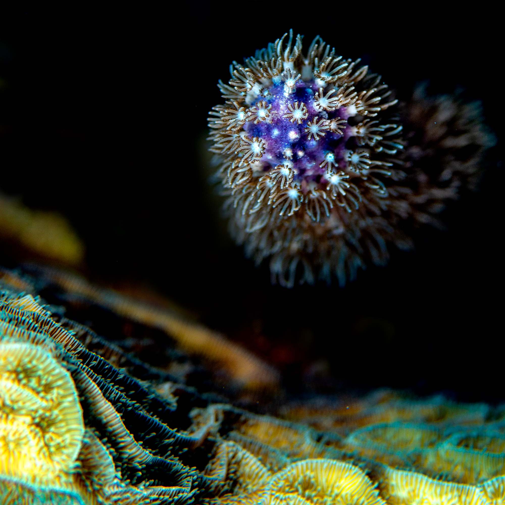 Alien Coral in Sea Space copyright Sean Howard Ikelite Underwater Housings