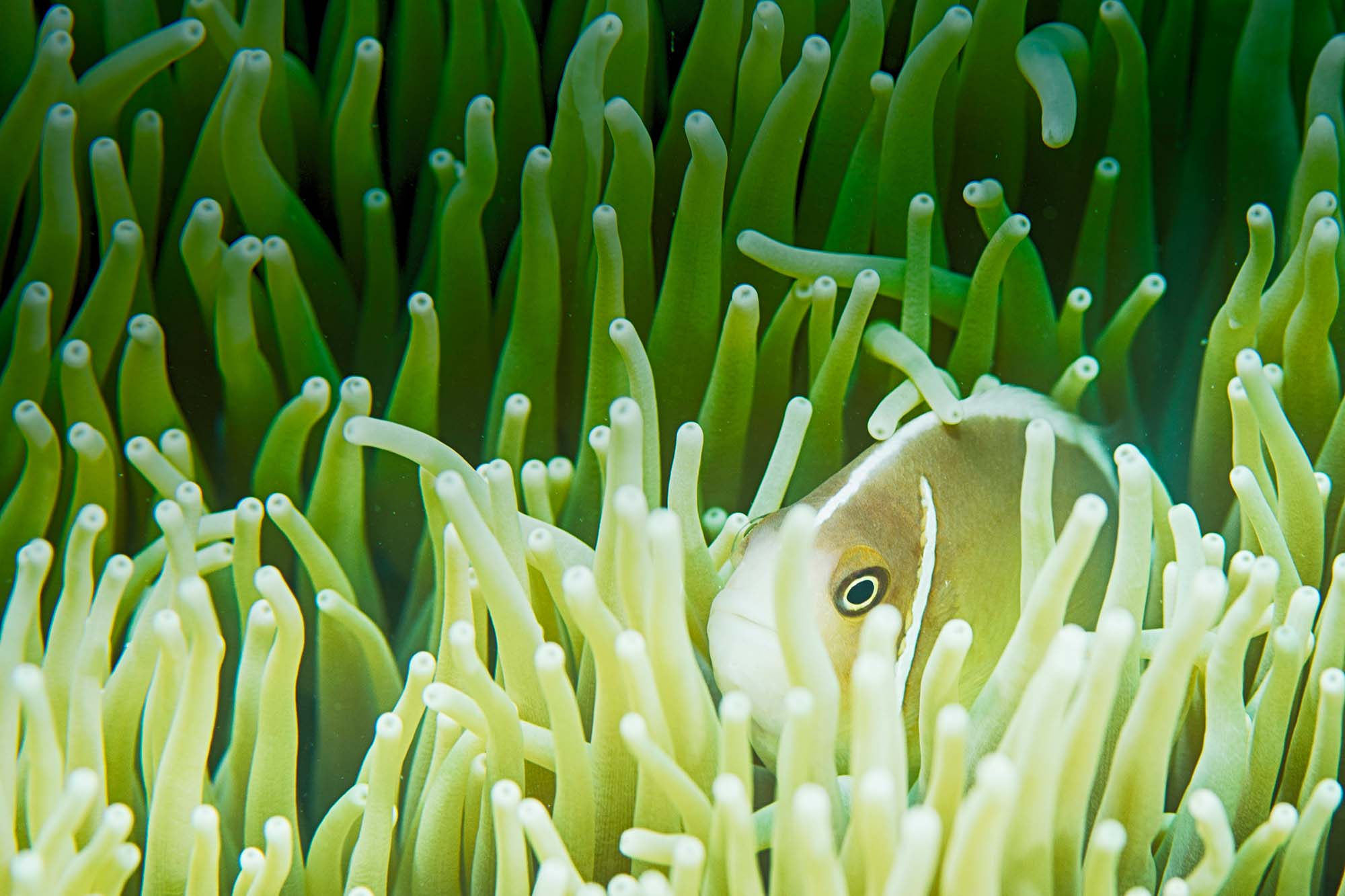 Anemone with Pink Skunk Clownfish copyright Sean Howard Ikelite Underwater Housings