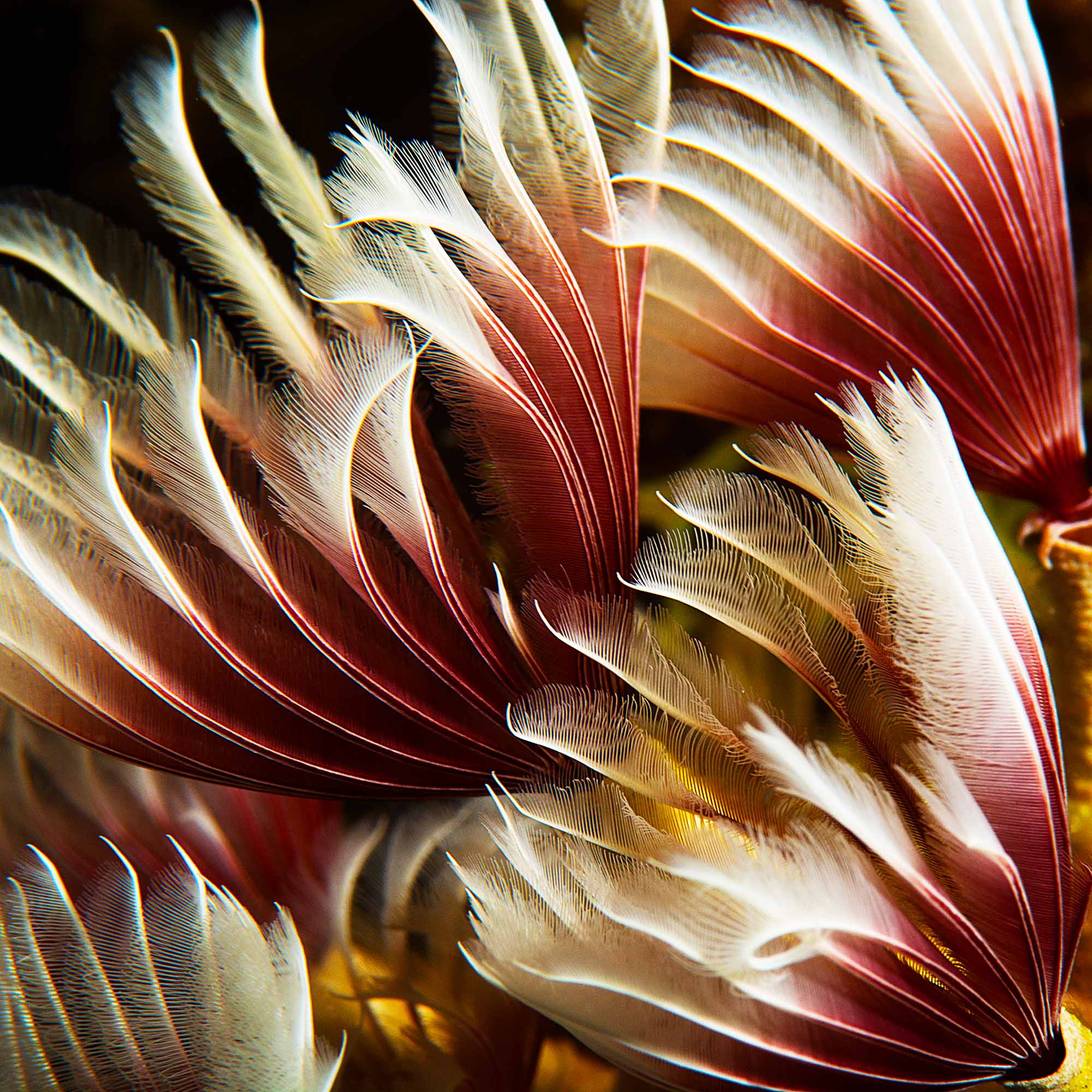 Feather Dusters Purple and White copyright Sean Howard Ikelite Underwater Housings