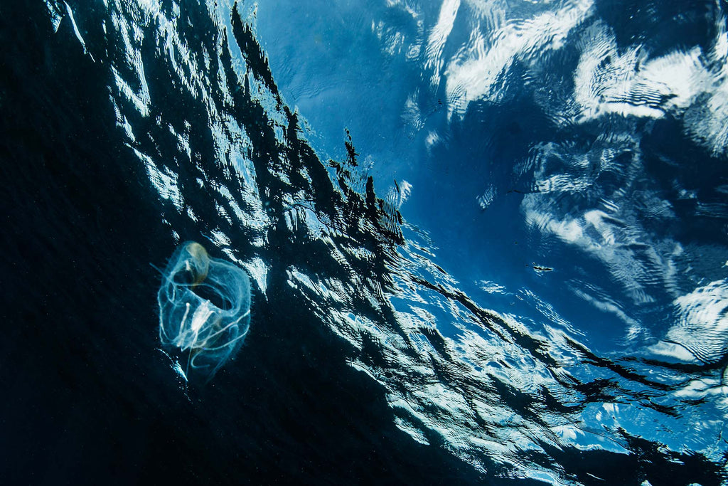 Jellyfish in the Blue copyright Sean Howard Ikelite Underwater Housings