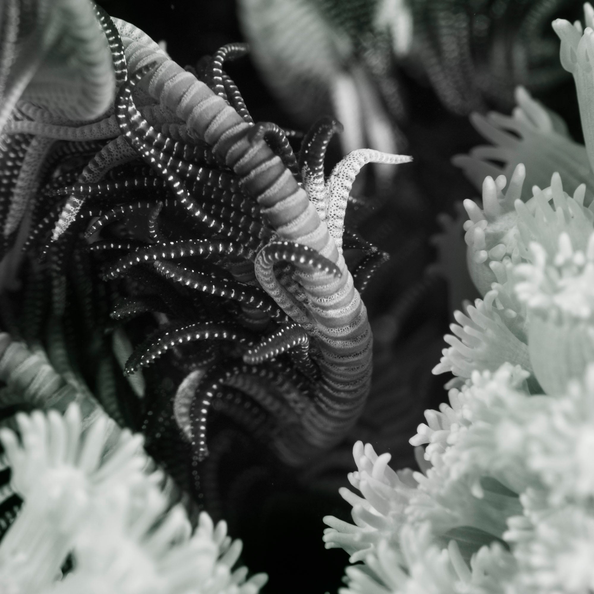 Night Corals BW copyright Sean Howard Ikelite Underwater Housings