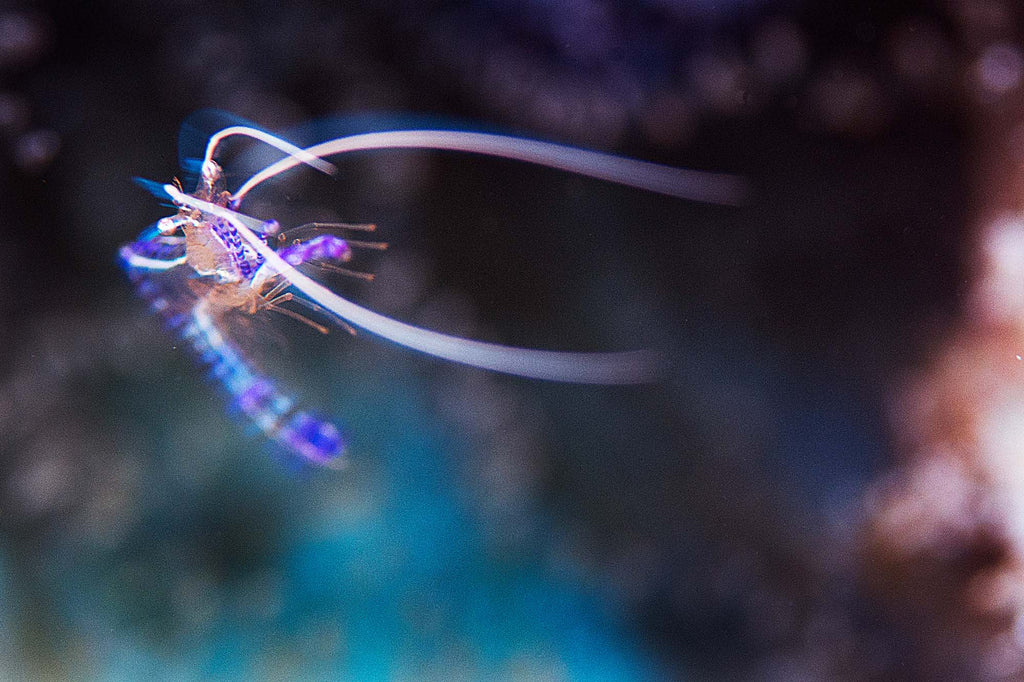 Shrimp in Motion copyright Sean Howard Ikelite Underwater Housings